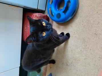 Zwarte britse korthaar poes 1 jaar  beschikbaar voor biedingen