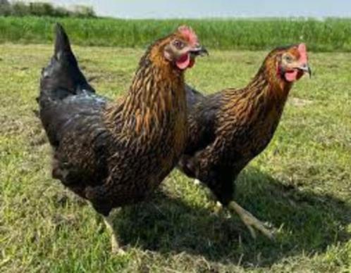 Harco legkippen., Dieren en Toebehoren, Pluimvee, Kip, Vrouwelijk