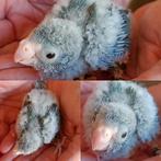 Kakariki, Dieren en Toebehoren, Meerdere dieren, Parkiet, Geringd