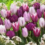 Prachtige mix tulpenbollen! 65 stuks, Ophalen of Verzenden, Voorjaar, Volle zon, Bloembol
