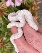Heterodon nasicus haakneus slang YETI/SNOWCONDA, Dieren en Toebehoren, Reptielen en Amfibieën, Slang