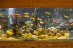 Aquarium Malawi cichliden, Dieren en Toebehoren, Vis