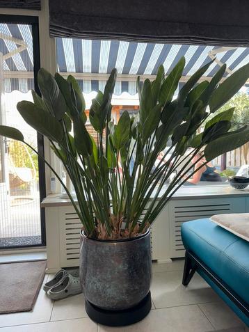 Strelicia met bloem, pot en verrijdbaar hondje beschikbaar voor biedingen