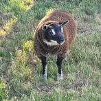 Dassenkop texelaars, Dieren en Toebehoren, Schapen, Geiten en Varkens, Meerdere dieren, Schaap, 0 tot 2 jaar