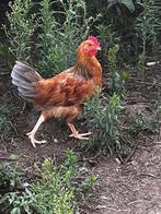 graris: huis gezocht voor 2 mooie easter eggers haantjes!, Dieren en Toebehoren, Pluimvee, Mannelijk, Kip