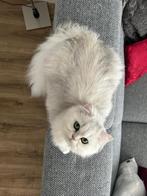 kat ter adoptie, Poes, Langharig, 0 tot 2 jaar
