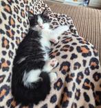 2 mooie britse korthaar kittens, Meerdere dieren