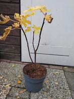 Vijgenboom, Tuin en Terras, Ophalen, Lente, Volle zon, Vijgenboom