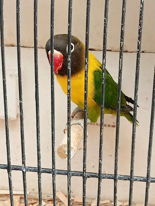 Prachtige agapornis personata jongkies en broedrijp, Dieren en Toebehoren, Vogels | Parkieten en Papegaaien, Dwergpapegaai of Agapornis