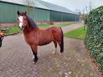 Mooie welsh A pony merrie, Dieren en Toebehoren, Pony's, Merrie, A pony (tot 1.17m), Gechipt, 11 jaar of ouder