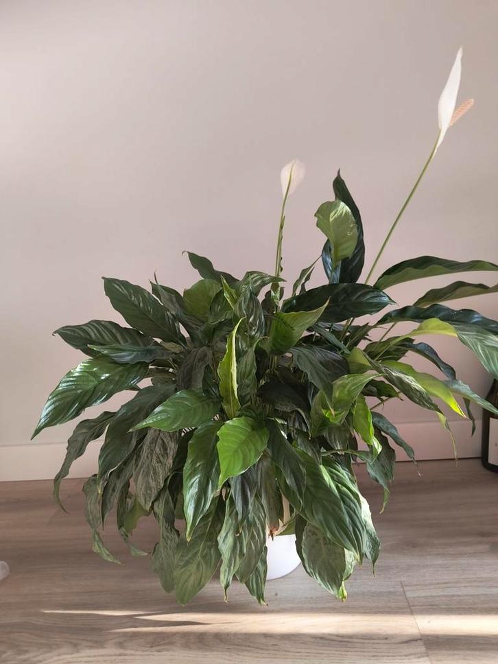 2 mooie flinke bloeiende lepelplanten, Huis en Inrichting, Kamerplanten, Overige soorten, Minder dan 100 cm, Bloeiende kamerplant