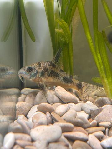 Corydoras paleatus/pantsermeerval 1x beschikbaar voor biedingen