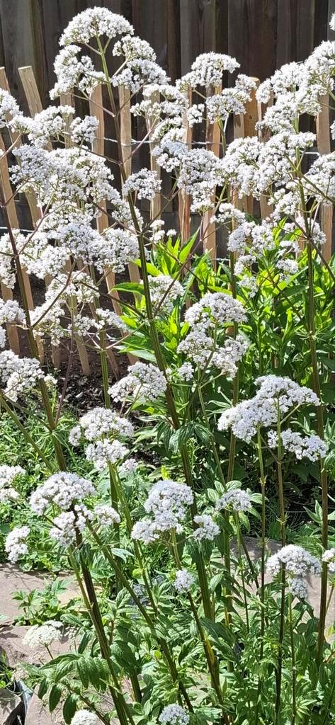 Valeriaan, Tuin en Terras, Bloembollen en Zaden, Zaad, Voorjaar, Volle zon, Ophalen of Verzenden