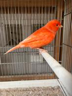 Te koop 1 rood schimmel man 2025, Mannelijk, Kleurkanarie