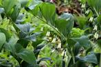 Salomonszegel wortelstokken, Ophalen, Lente, Vaste plant, Overige soorten