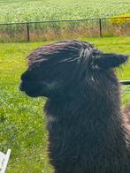 Bijzondere grote alpaca hengst, Dieren en Toebehoren, Overige Dieren, April, Mannelijk