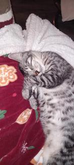 Mix maine coon kitten nog maar 1 katertje over silver tabby, Dieren en Toebehoren, Kater, Ontwormd, 0 tot 2 jaar