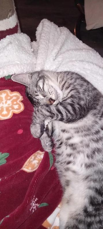 Mix maine coon kitten nog maar 1 katertje over silver tabby  beschikbaar voor biedingen