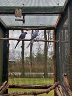 Tek: Halsbanden onverwante koppels 2025met Dna-bewijs, Dieren en Toebehoren, Vogels | Parkieten en Papegaaien, Meerdere dieren