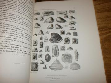 gastropoden van het maastrichter krijt 1898 beschikbaar voor biedingen