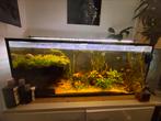 Compleet aquarium alles erop en eraan!!, Ophalen of Verzenden, Gebruikt, Gevuld zoetwateraquarium
