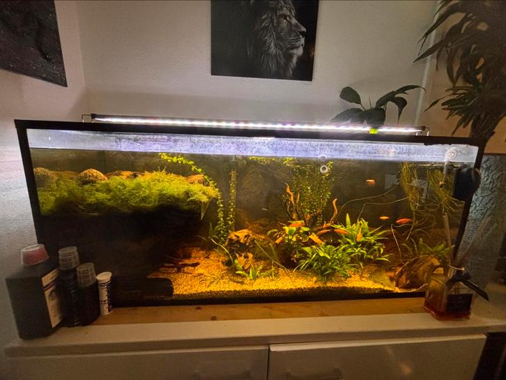 Compleet aquarium incl. vissen en planten, Dieren en Toebehoren, Vissen | Aquaria en Toebehoren, Gebruikt, Gevuld zoetwateraquarium