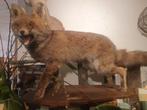 Taxidermy opgezette vos, Wild dier, Opgezet dier, Gebruikt, Ophalen