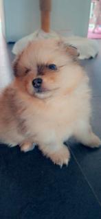 Pomeriaan puppys, Dieren en Toebehoren, 8 tot 15 weken, Meerdere, Meerdere dieren, Nederland