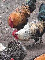 Easterlegger hanen, Dieren en Toebehoren, Mannelijk, Kip