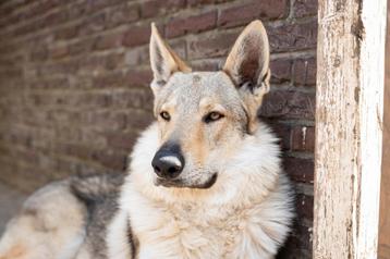 Dekreu Tsjechoslowaakse wolfhond  beschikbaar voor biedingen