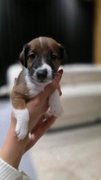 Nestje Fox Terriërs – 8 pups, klaar voor een warm thuis, Dieren en Toebehoren, Honden | Jack Russells en Terriërs, Overige rassen