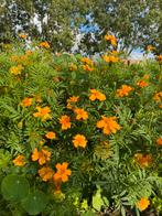 Hoge oranje afrikaantjes zaden, Tuin en Terras, Ophalen of Verzenden, Volle zon