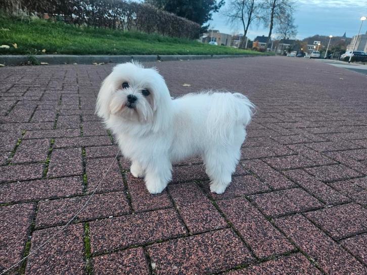 Prachtig mini maltezer reutje, Dieren en Toebehoren, Honden | Chihuahua's en Gezelschapshonden, Reu, Maltezer, Particulier, Eén hond