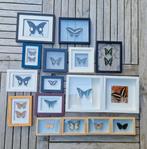 Vlinders in lijst, Verzamelen, Dierenverzamelingen, Ophalen of Verzenden, Zo goed als nieuw, Insect, Opgezet dier
