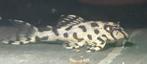 Hypancistrus sp. L236 super white | L236 SW, Vis, Zoetwatervis