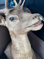 Edel, hert dam hert preparatie taxidermie, Verzamelen, Dierenverzamelingen, Ophalen of Verzenden, Gebruikt, Hert, Opgezet dier