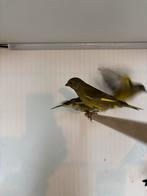 Groenlingen 2025, Dieren en Toebehoren, Vogels | Overige Vogels, Meerdere dieren, Geringd