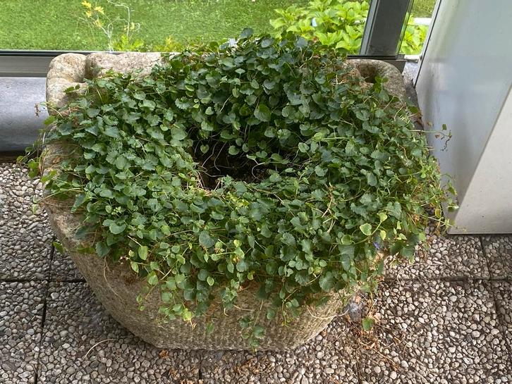 Antieke Arduinen Voedertrog Bloembak, Tuin en Terras, Bloembakken en Plantenbakken, Gebruikt, Steen, Balkon, 30 tot 60 cm, 60 tot 100 cm