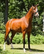 Zeer chique drachtige KWPN merrie 5jr., Dieren en Toebehoren, Paarden, Merrie, Dressuurpaard, 3 tot 6 jaar