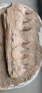 Mosasaurus kaak, Verzamelen, Mineralen en Fossielen, Ophalen of Verzenden, Fossiel