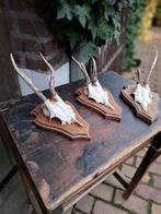 Reebok geweitjes gewei hert, Ophalen of Verzenden, Hout