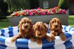Prachtige F1 cockapoo  pups te koop, Dieren en Toebehoren, Nederland, Overige rassen, CDV (hondenziekte), 8 tot 15 weken