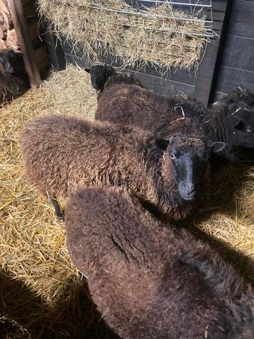 Mooie zwartbruine Ouessant ooi beschikbaar voor biedingen