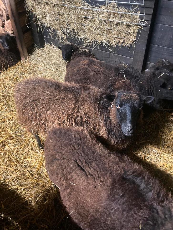 Mooie zwartbruine Ouessant ooi, Dieren en Toebehoren, Schapen, Geiten en Varkens, Schaap, Vrouwelijk, 0 tot 2 jaar