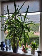 Yucca - kamerplant - 125 hoog, Huis en Inrichting, Kamerplanten, Ophalen, 100 tot 150 cm, Halfschaduw, In pot