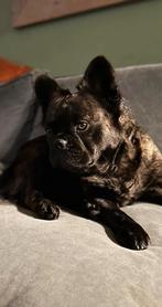 mooie franse bulldog pups(teefjes) uit goed gekeurde ouders, Dieren en Toebehoren, Honden | Bulldogs, Pinschers en Molossers, CDV (hondenziekte)