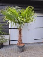 Palmboom trachycarpus fortunei winterhard, Volle zon, Ophalen of Verzenden, Palmboom