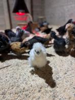 Kuikens te koop, Dieren en Toebehoren, Meerdere dieren, Kip