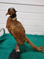 Fazant opgezet wandhanger, Ophalen of Verzenden, 'T Olde Gre-j, Info@toldegrej.nl, Endepoelstraat 20f Didam