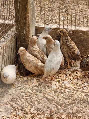 Chinese dwergkwartels hennen en hanen beschikbaar voor biedingen